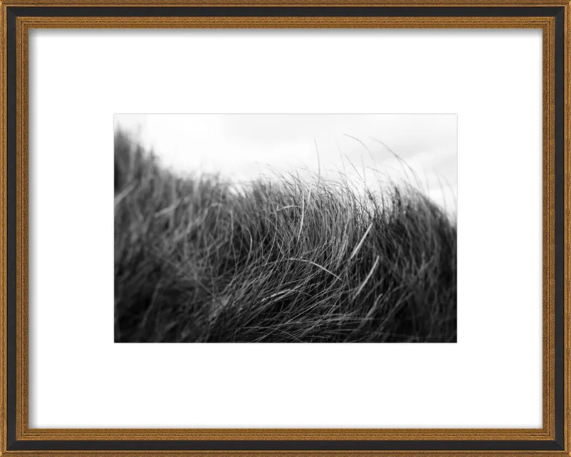 Beach Grass #3 by Alicia Bock for Artfully Walls