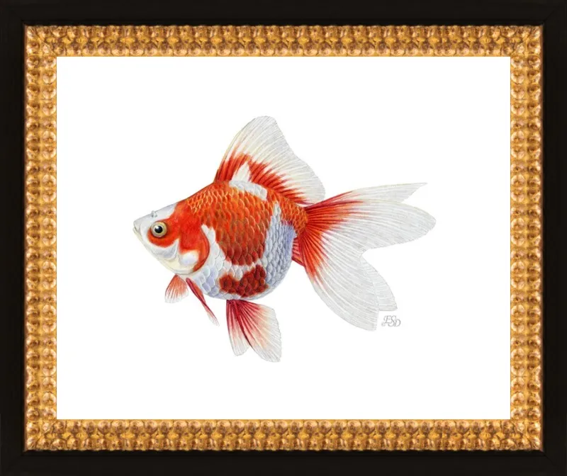 Japanese ryukin goldfish by Emily S. Damstra for Artfully Walls
