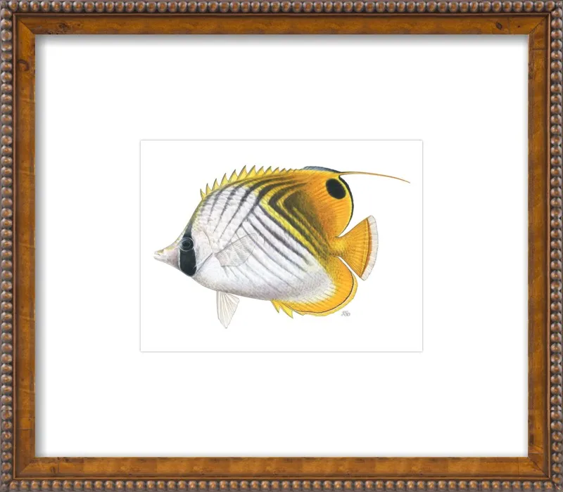 Threadfin butterflyfish by Emily S. Damstra for Artfully Walls