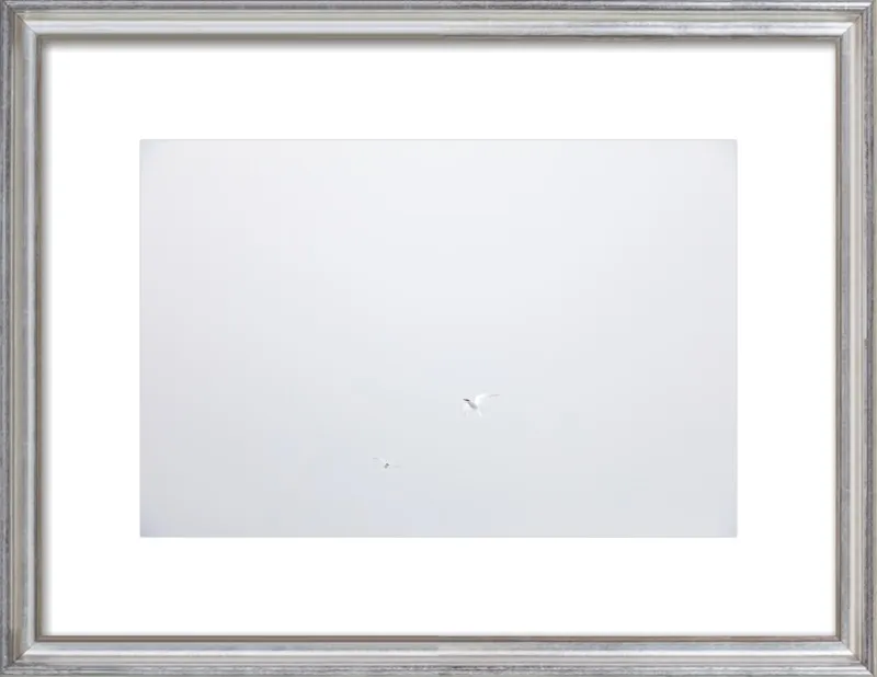 Antarctic Flight by Robert and Tiffany Peterson for Artfully Walls