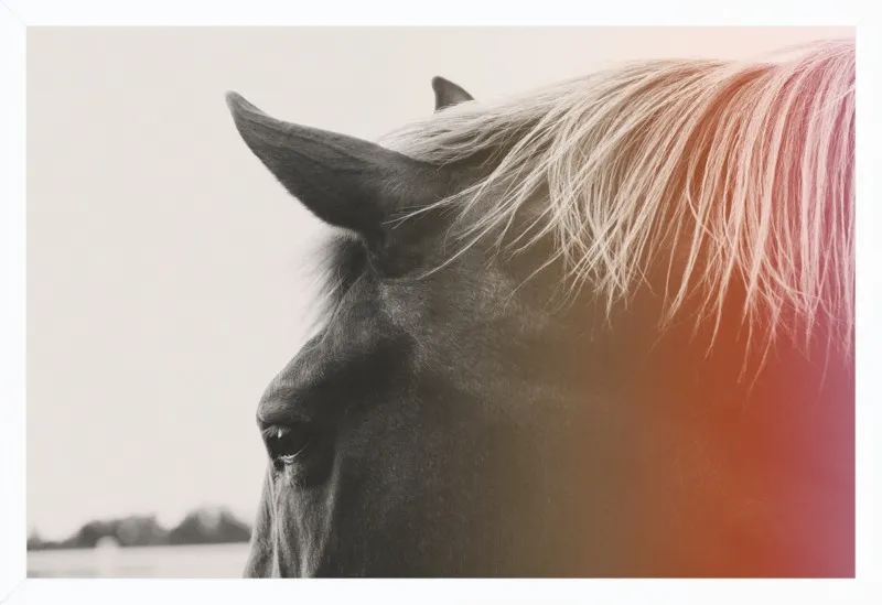 Pink Pony by Alicia Bock for Artfully Walls