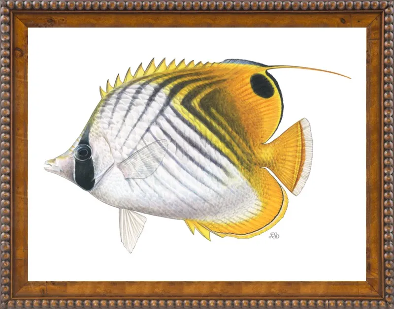 Threadfin butterflyfish by Emily S. Damstra for Artfully Walls