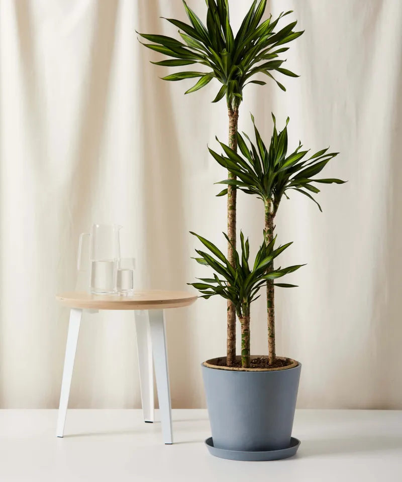 Dracaena Rikki Cane -  Slate