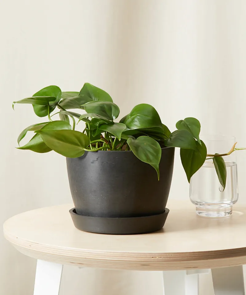 Philodendron Heartleaf, Charcoal Pot