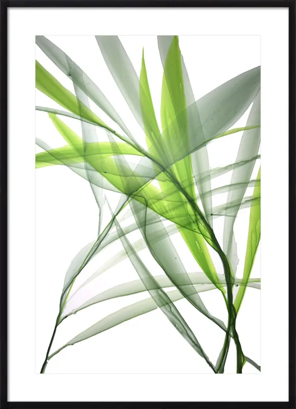 Tropical Study no. 3 by Marina Dunbar  for Artfully Walls