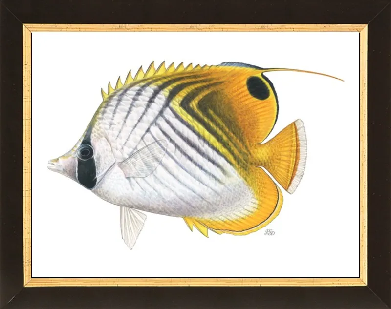 Threadfin butterflyfish by Emily S. Damstra for Artfully Walls
