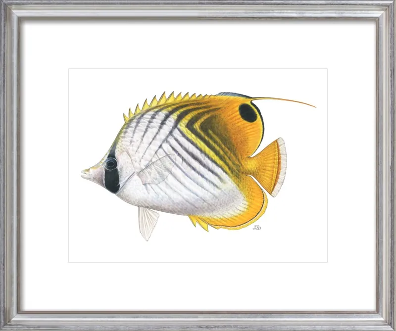 Threadfin butterflyfish by Emily S. Damstra for Artfully Walls