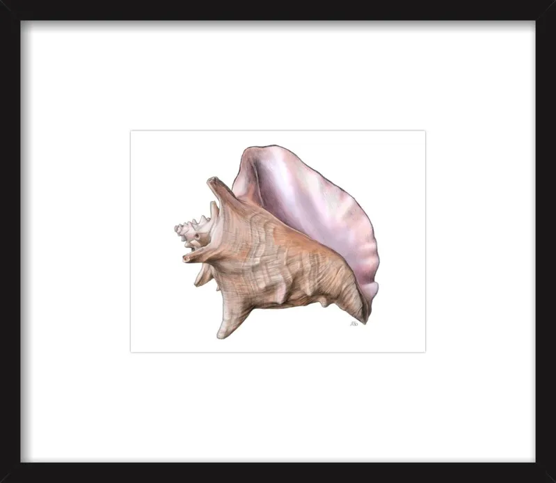 Queen conch  by Emily S. Damstra for Artfully Walls