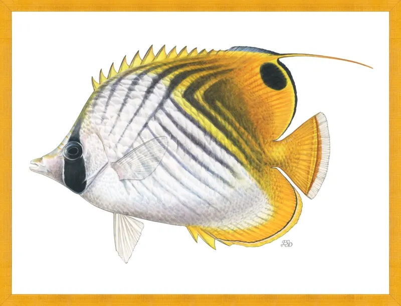 Threadfin butterflyfish by Emily S. Damstra for Artfully Walls