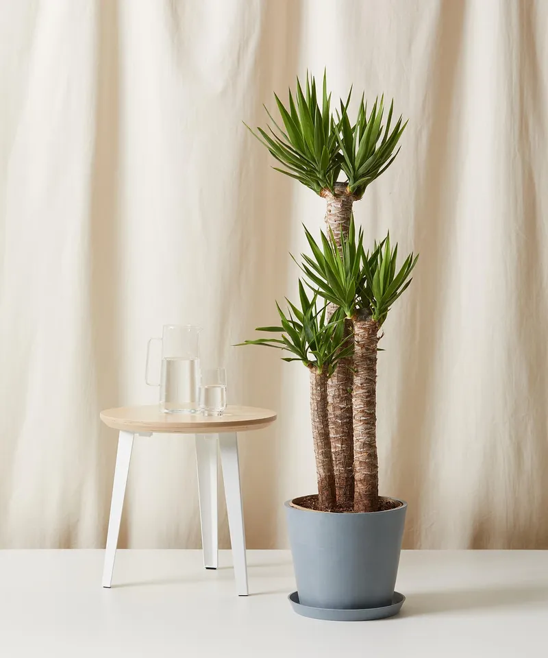 Staggered Yucca Cane -  Slate