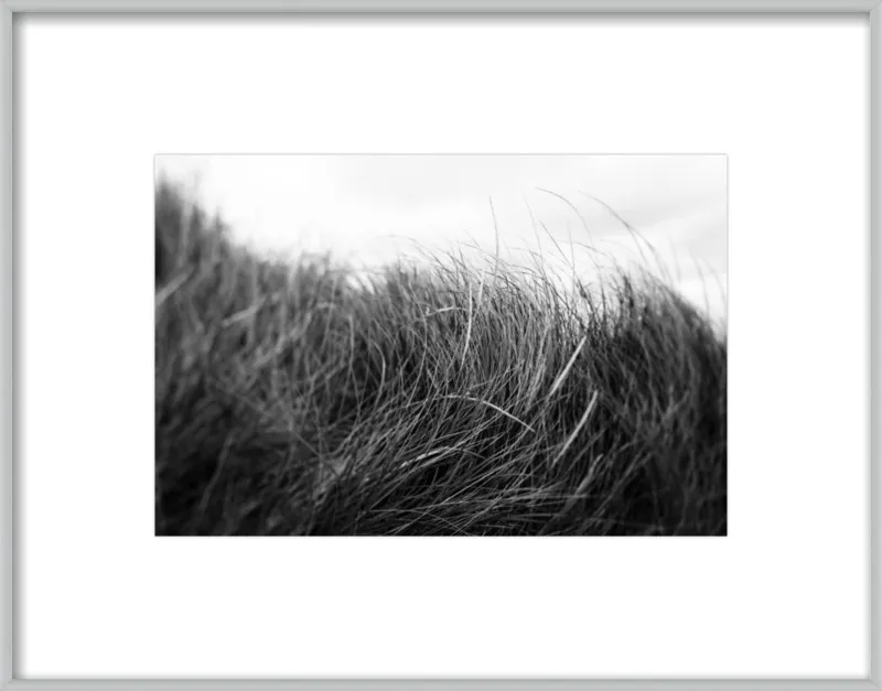 Beach Grass #3 by Alicia Bock for Artfully Walls