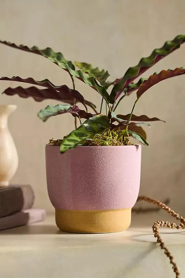 Spectrum Footed Stoneware Planter