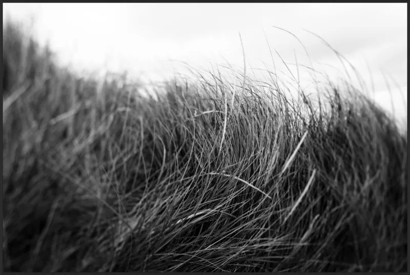 Beach Grass #3 by Alicia Bock for Artfully Walls