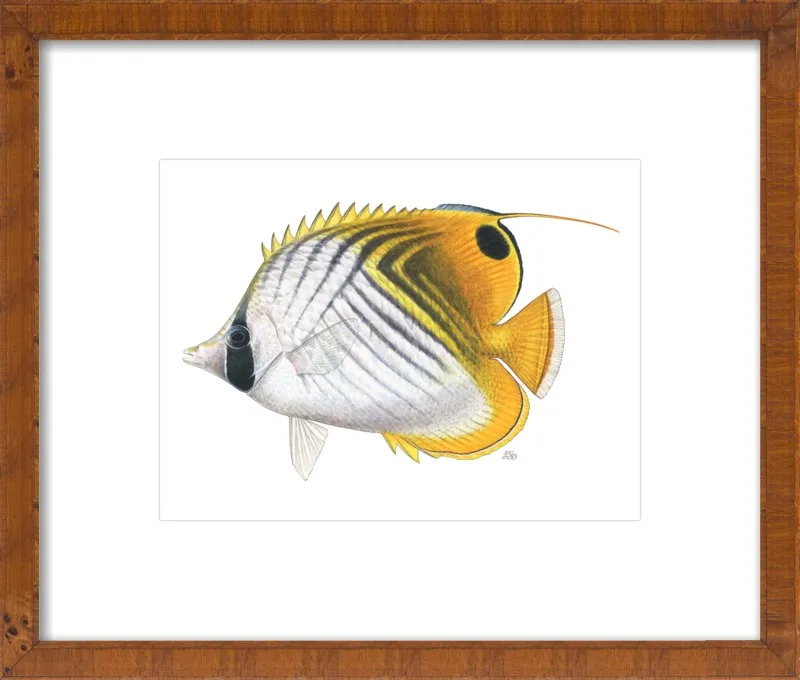 Threadfin butterflyfish by Emily S. Damstra for Artfully Walls