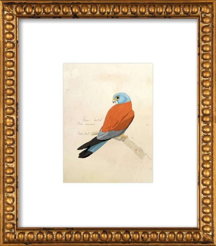 Lesser Kestrel by Shahar Navot for Artfully Walls