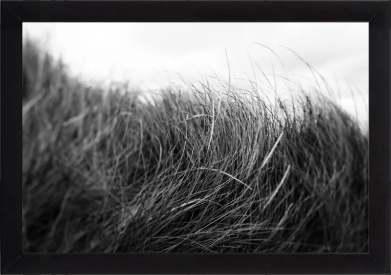 Beach Grass #3 by Alicia Bock for Artfully Walls