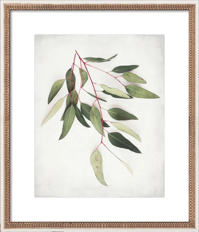 Eucalyptus Sprig One by Lupen Grainne for Artfully Walls