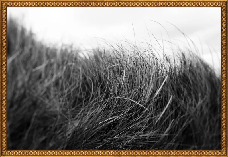 Beach Grass #3 by Alicia Bock for Artfully Walls