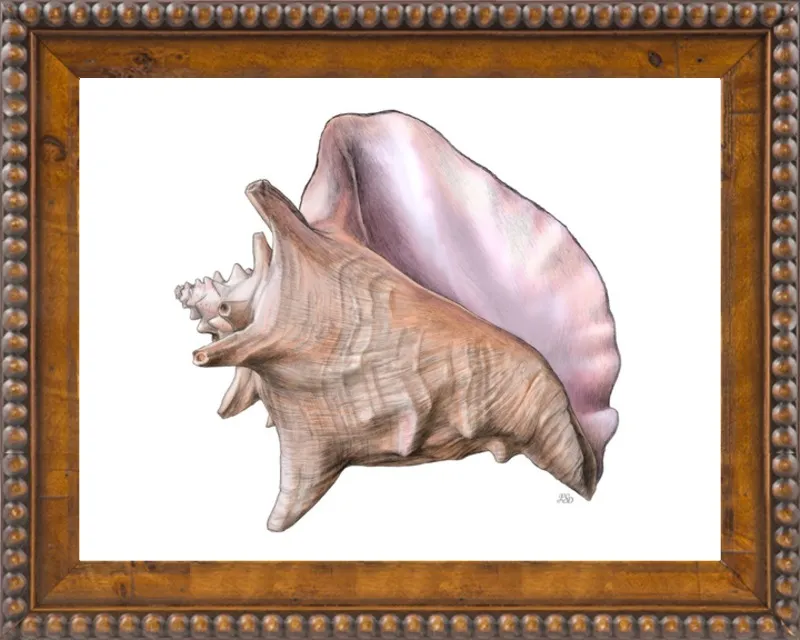Queen conch  by Emily S. Damstra for Artfully Walls