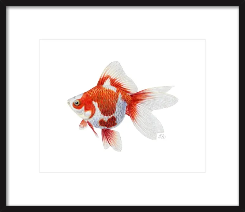 Japanese ryukin goldfish by Emily S. Damstra for Artfully Walls