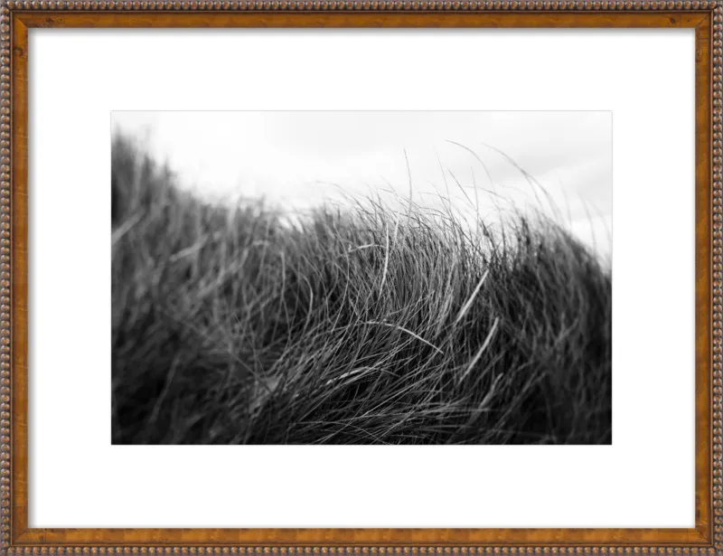 Beach Grass #3 by Alicia Bock for Artfully Walls