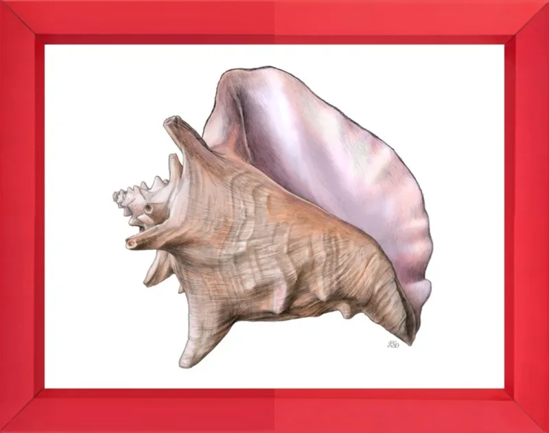 Queen conch  by Emily S. Damstra for Artfully Walls