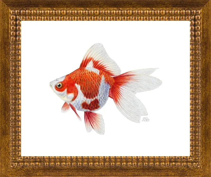 Japanese ryukin goldfish by Emily S. Damstra for Artfully Walls