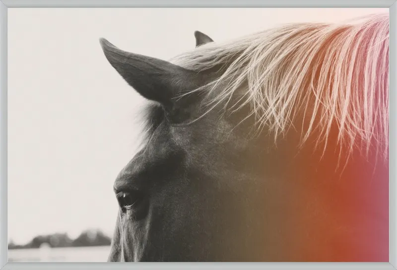 Pink Pony by Alicia Bock for Artfully Walls