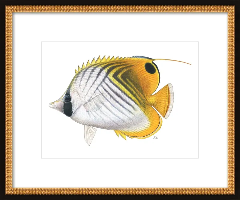 Threadfin butterflyfish by Emily S. Damstra for Artfully Walls