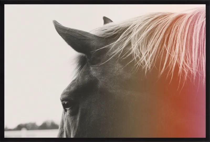 Pink Pony by Alicia Bock for Artfully Walls