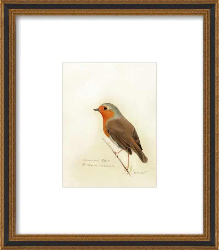 European Robin by Shahar Navot for Artfully Walls
