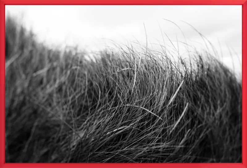 Beach Grass #3 by Alicia Bock for Artfully Walls