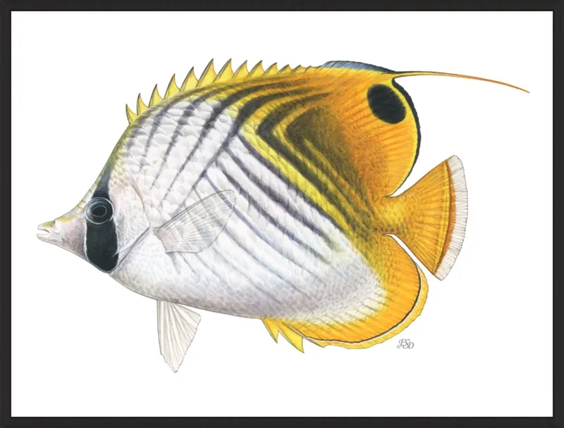 Threadfin butterflyfish by Emily S. Damstra for Artfully Walls