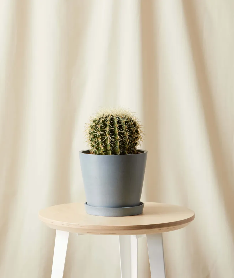 Golden Barrel Cactus -  Slate