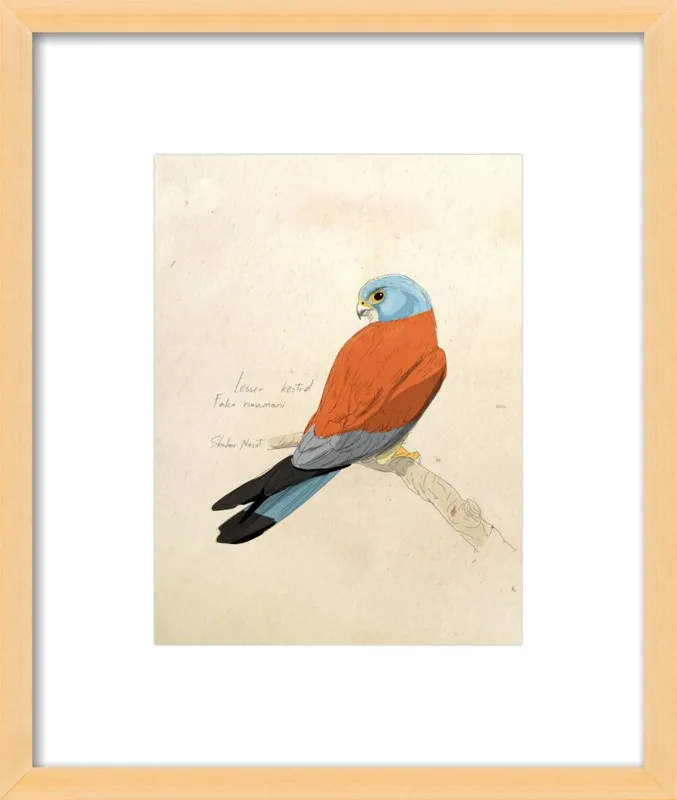 Lesser Kestrel by Shahar Navot for Artfully Walls