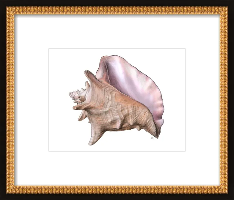 Queen conch  by Emily S. Damstra for Artfully Walls