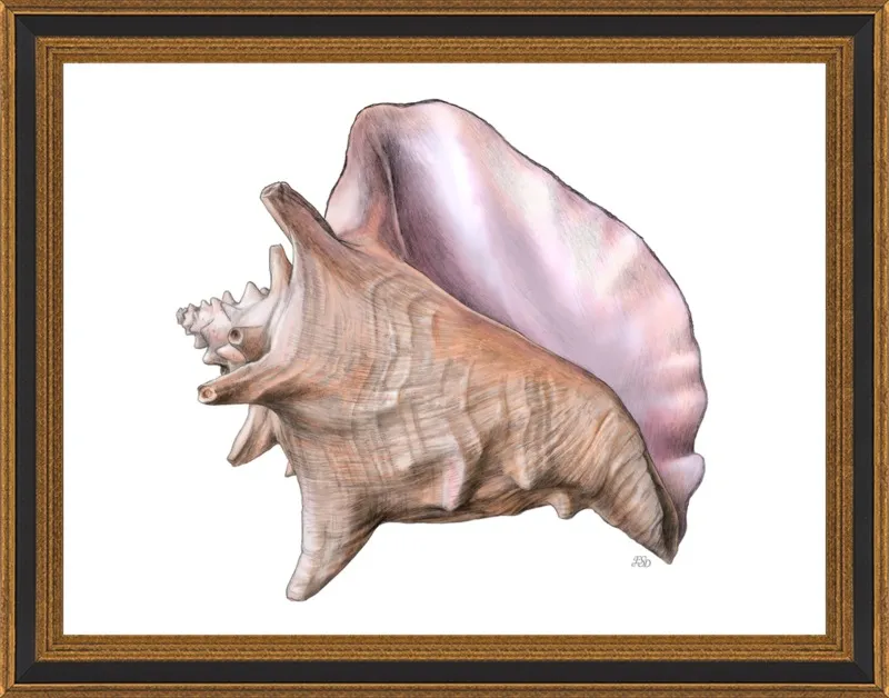Queen conch  by Emily S. Damstra for Artfully Walls