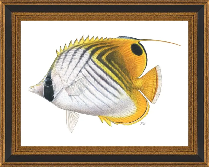 Threadfin butterflyfish by Emily S. Damstra for Artfully Walls