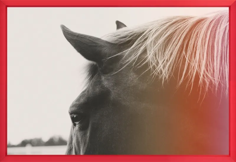 Pink Pony by Alicia Bock for Artfully Walls