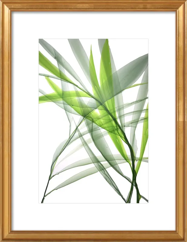Tropical Study no. 3 by Marina Dunbar  for Artfully Walls