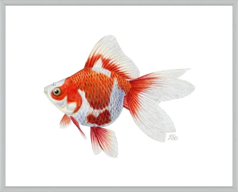 Japanese ryukin goldfish by Emily S. Damstra for Artfully Walls