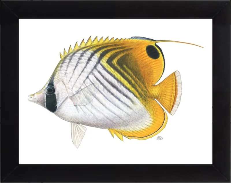 Threadfin butterflyfish by Emily S. Damstra for Artfully Walls