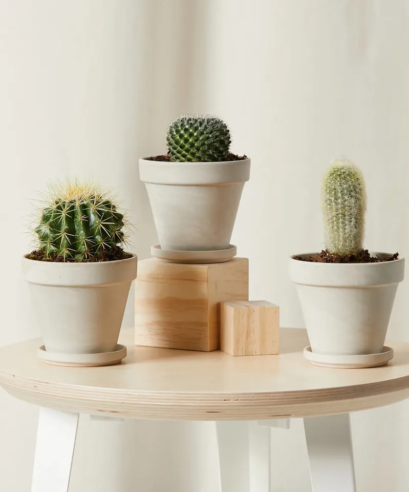 Cacti Collection -  Alabaster