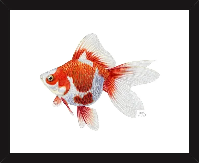 Japanese ryukin goldfish by Emily S. Damstra for Artfully Walls