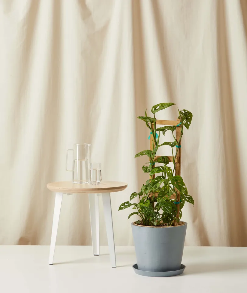 Monstera Adansonii Trellis -  Slate