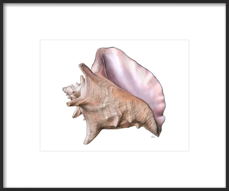 Queen conch  by Emily S. Damstra for Artfully Walls