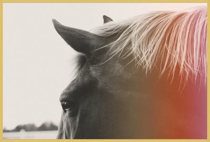 Pink Pony by Alicia Bock for Artfully Walls