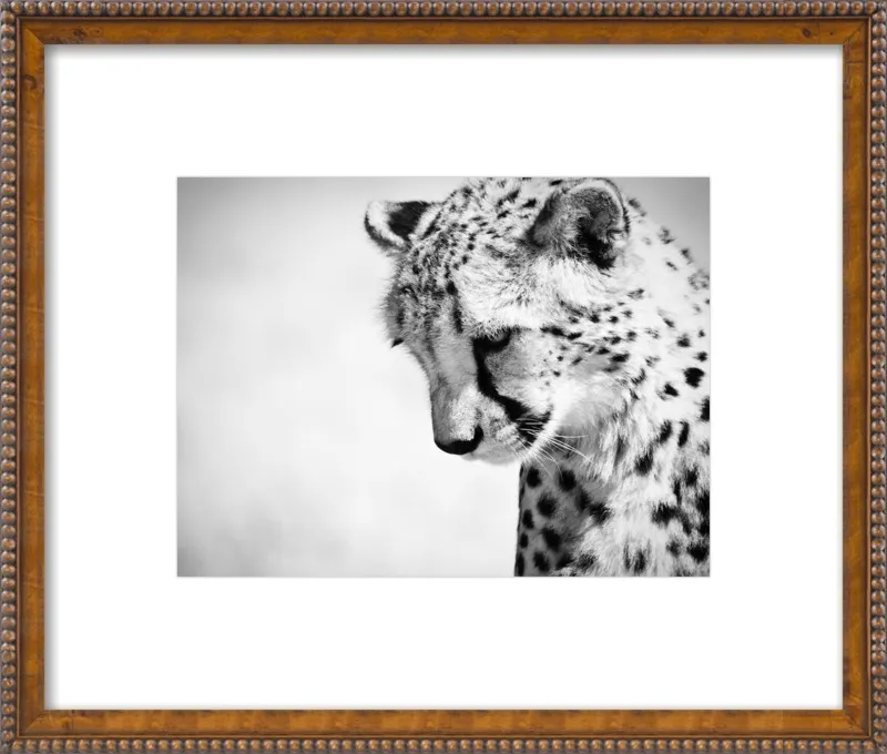 Cheetah VII by Beth Wold for Artfully Walls