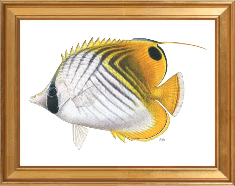Threadfin butterflyfish by Emily S. Damstra for Artfully Walls