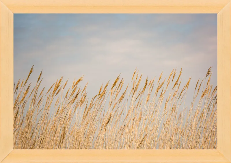 Nantucket Gold by Ann Hudec for Artfully Walls